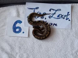 Python regius -krajta královská