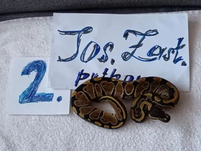 Python regius -krajta královská