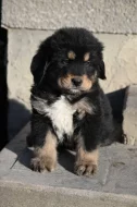 Tibetská doga - štěně s průkazem původu