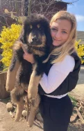 Tibetská doga - štěně s průkazem původu