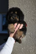 Tibetská doga - štěně s průkazem původu