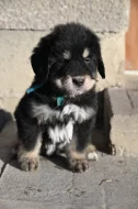 Tibetská doga - štěně s průkazem původu