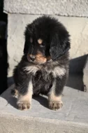 Tibetská doga - štěně s průkazem původu