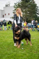 Tibetská doga - štěně s průkazem původu