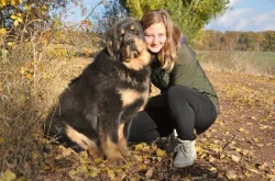 Tibetská doga - štěně s průkazem původu