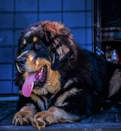 Tibetská doga - štěně s průkazem původu