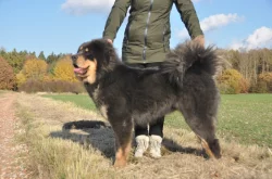 Tibetská doga - štěně s průkazem původu