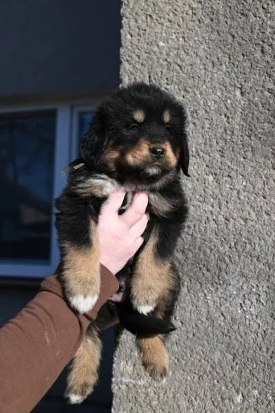 Tibetská doga - štěně s průkazem původu