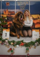 Tibetská doga - štěně s průkazem původu