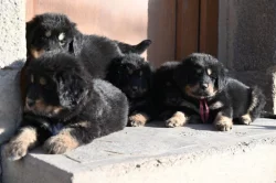 Tibetská doga - štěně s průkazem původu