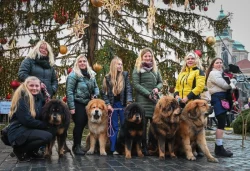 Tibetská doga - štěně s průkazem původu
