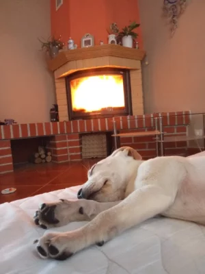Pul rocni Aisenka