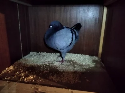 1.0 King modrý černopruhy