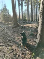 Hledám psa k nakrytí fenky v červenci 2024.