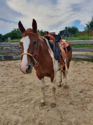 Paint horse klisna - spěchám