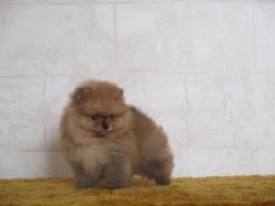 Pomeranian