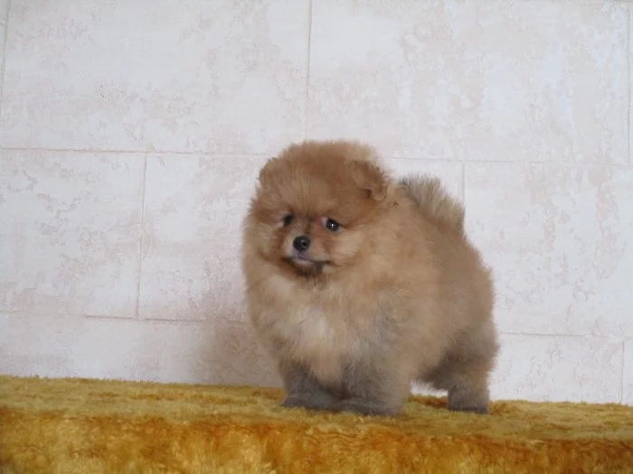Pomeranian
