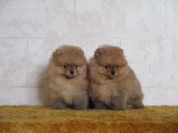 Pomeranian