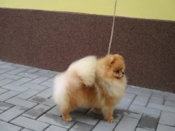 Pomeranian