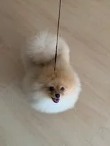 Pomeranian