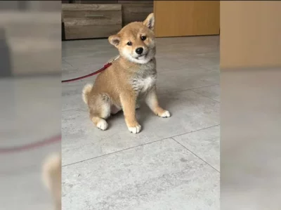 čistokrevná shiba inu štěňata k dispozici