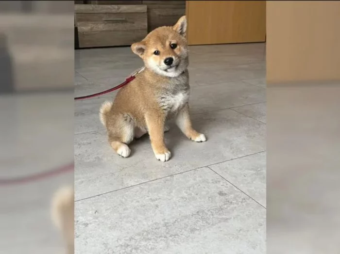 čistokrevná shiba inu štěňata k dispozici