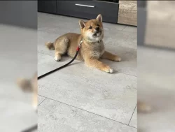 čistokrevná shiba inu štěňata k dispozici