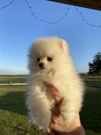 Pomeranian mini s PP
