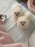 Pomeranian mini s PP