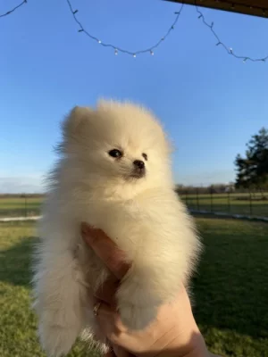 Pomeranian mini s PP