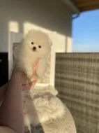 Pomeranian mini s PP