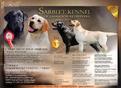 Labradorský retrívr- černá štěňátka s pp