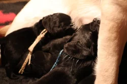 Labradorský retrívr- černá štěňátka s pp