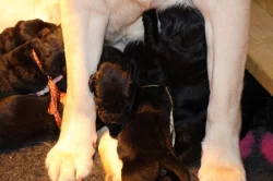 Labradorský retrívr- černá štěňátka s pp