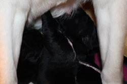 Labradorský retrívr- černá štěňátka s pp