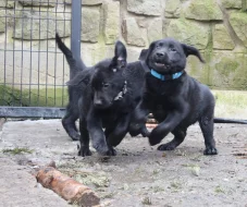 Labradorský retrívr- černá štěňátka s pp