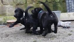 Labradorský retrívr- černá štěňátka s pp