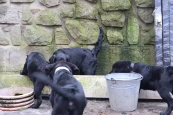 Labradorský retrívr- černá štěňátka s pp