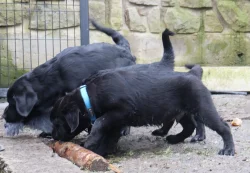 Labradorský retrívr- černá štěňátka s pp