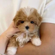 Pěkná štěňátka Maltipoo do nových domovů