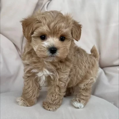 Pěkná štěňátka Maltipoo do nových domovů