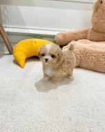 Pěkná štěňátka Maltipoo do nových domovů