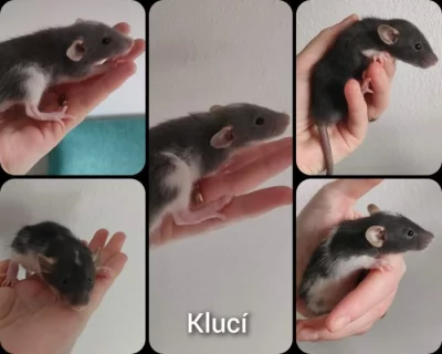 Potkaní mláďátka