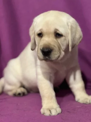 Labradorský retriever s PP
