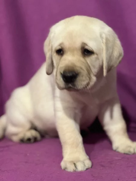 Labradorský retriever s PP