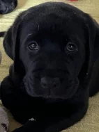 Labradorský retriever s PP