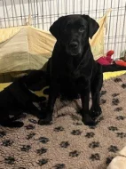 Labradorský retriever s PP