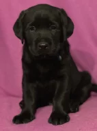 Labradorský retriever s PP