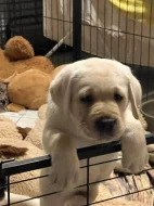 Labradorský retriever s PP