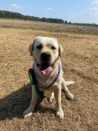 Labradorský retriever s PP